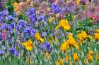 USA, Oregon. Garden in full bloom with bearded iris and Russell lupine. Art Print
